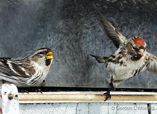 Two Redpolls_DSCF00022.jpg - Common Redpolls (Carduelis flammea) photographed at Ottawa, Ontario, Canada.